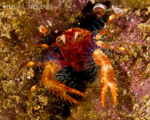 "The Freaks Come Out At Night": Olivar's Squat Lobster by Tony Cherbas 